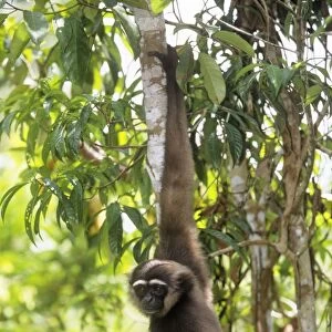 Muller's Gibbon Borneo