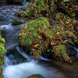 Munson Creek Falls State Natural Site in autumn near Tillamook, Oregon, USA Date: 21-10-2021