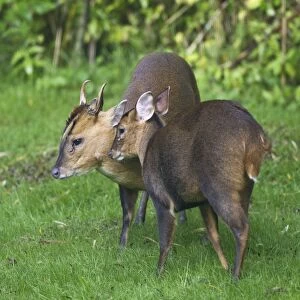 Muntjac / Barking Deer - male and female together after the female spent 15 minutes barking she was calling him to come to her - Oxon - UK - October