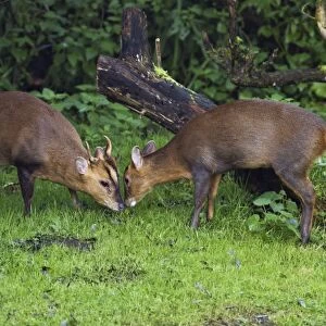 Muntjac / Barking Deer - male and female together after the female spent 15 minutes barking she was calling him to come to her - Oxon - UK - October