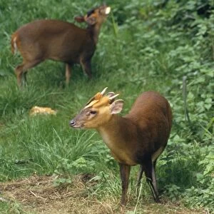 Muntjac Deer - male & female