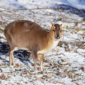 Muntjac Deer - in snow - naturalised in Britain