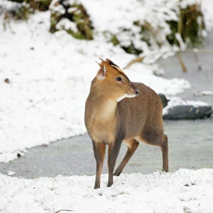 Muntjac - Male by frozen pond in snow - Oxon - UK - February