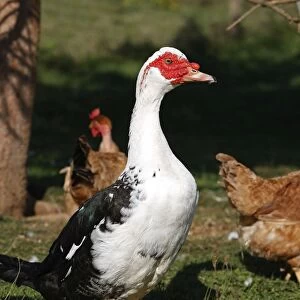Muscovy / Barbary Duck