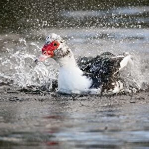 Muscovy Duck - bathing - UK