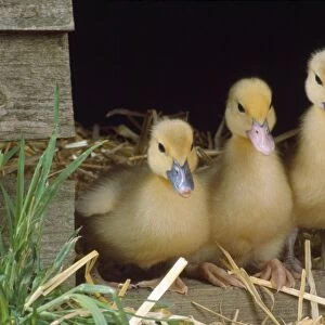 Muscovy Duck - ducklings x3 in row
