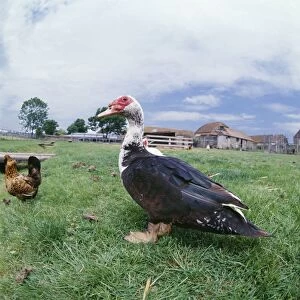 Muscovy Duck - in farm field