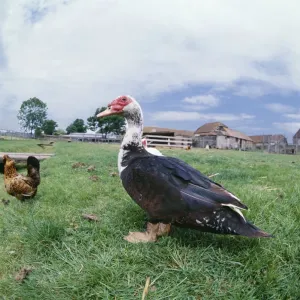 Muscovy Duck - in farm field Muscovy Duck - in farm field