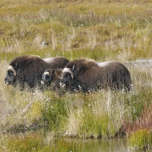 Muskox - Nome - Alaska