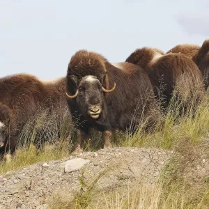 Muskox - Nome - Alaska