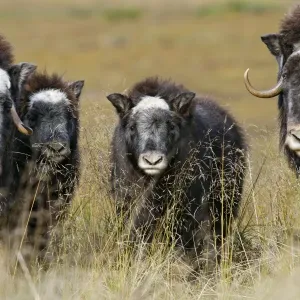 Muskox - Nome - Seward peninsula - Alaska