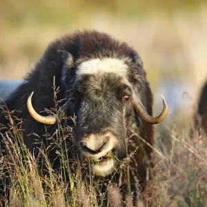Muskox - Seward Peninsula - Alaska