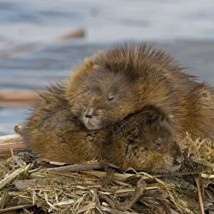 Muskrats Two lying on top of each other. Chiefly aquatic-lives in marshes, edges of ponds, lakes, and streams- moves overland, especially in autumn-feeds on aquatic vegetation, also clams, frogs, and fish on occasion-builds house in shallow water