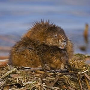 Muskrat(s) Two together - New York, USA - Chiefly aquatic - Lives in marshes-edges of ponds-lakes and streams - Moves overland especially in autumn - Feeds on aquatic vegetation-also clams-frogs