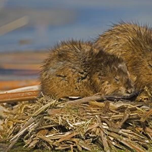 Muskrats - Two together, chiefly aquatic-lives in marshes, edges of ponds, lakes, and streams- moves overland, especially in autumn-feeds on aquatic vegetation, also clams, frogs, and fish on occasion-builds house in shallow water