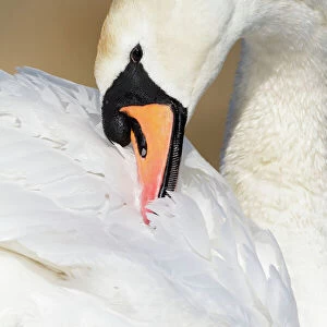 Mute Swan - adult bird preening - Cleveland - UK