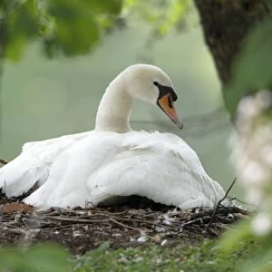 Mute Swan - adult with gosling at nest - Hessen - Germany