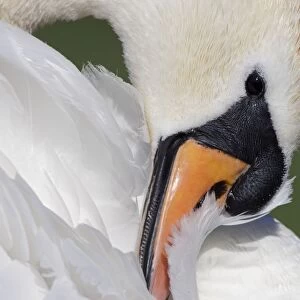 Mute Swan - adult preening - Cleveland - UK