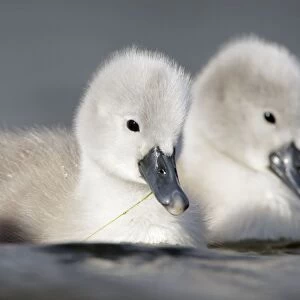 Mute Swan - two chicks a few days old - Cleveland - UK