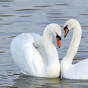 Mute Swan - Courtship display - Caerlaverock WWT BI020628