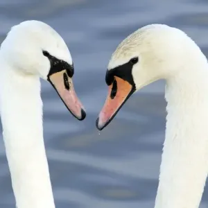 Mute Swan - Courtship display - Caerlaverock WWT BI020631 Mute Swan - Courtship display - Caerlaverock WWT BI020631