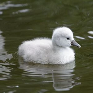 Mute Swan - cygnet swimming on lake - Hessen - Germany