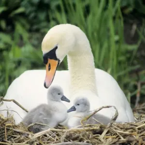 Mute Swan - with cygnets at nest UK Mute Swan - with cygnets at nest UK