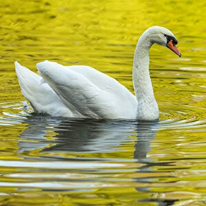 Mute Swan (Cygnus olor) ~ in a urban lake ~ Gijon, Asturias, Spain