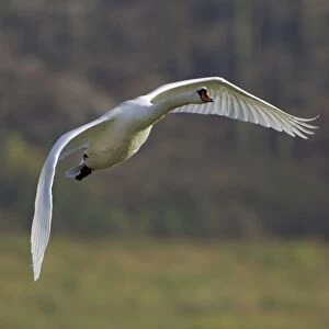 Mute Swan - In flight Lower Saxony, Germany