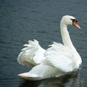Mute Swan - male in aggressive display