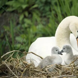 Mute Swan - mother & cygnets UK