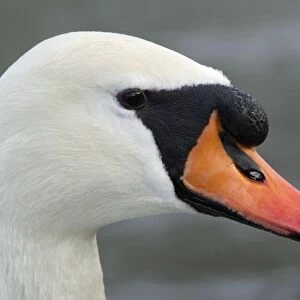Mute Swan - Portrait of Male. Hessen, Germany