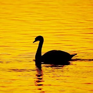 Mute Swan - Sunset - Welney WWT - Ouse Washes - Norfolk - UK BI015260