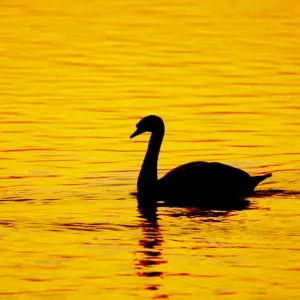 Mute Swan - Sunset - Welney WWT - Ouse Washes - Norfolk - UK BI015260 Mute Swan - Sunset - Welney WWT - Ouse Washes - Norfolk - UK BI015260