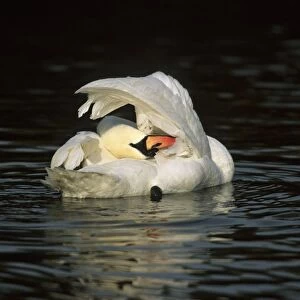 Mute Swan - Washing Slimbridge, Gloucestershire, UK BI006858