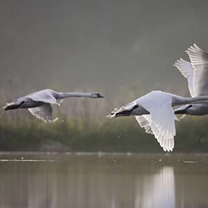 Mute Swans - three birds flying low over water in early morning light - UK