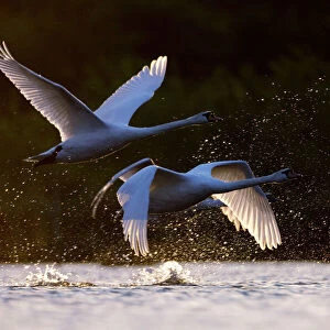 Mute Swans - two birds taking off from water in early morning light - UK