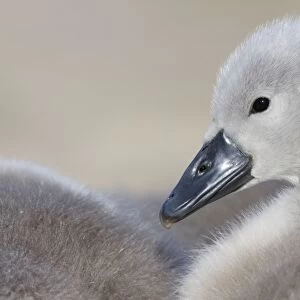 Mute Swans - chick - UK