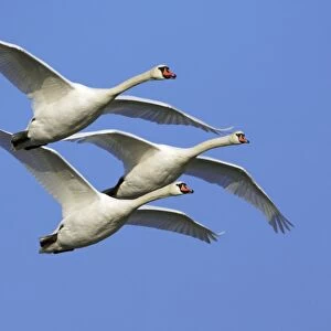 Mute Swans - In flight Lower Saxony, Germany
