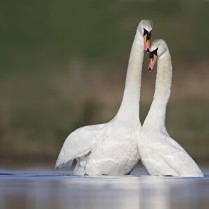 Mute Swans - pair after copulation - showing typical behaviour as the two birds rise up from the water - Cleveland - UK