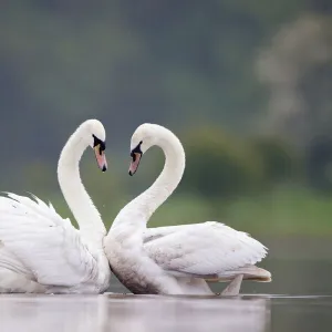 Mute Swans - Pair displaying courtship behaviour - Cleveland - UK