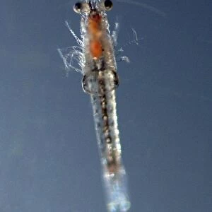 Mysid Shrimp