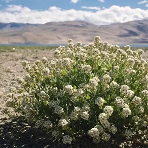 Nakedstem Wallflower Ladakh, India