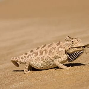 Namaqua Chameleon - Eating a large Desert Locust - Sequence 3 of 3 - Namib Desert - Namibia - Africa