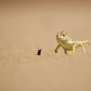Namaqua Chameleon - Hunting a Dune Beetle on the Namib Plains - Namib Desert - Namibia - Africa