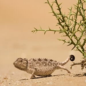 Namaqua Chameleon Standing at the edge of a !Nara Plant. Namib Desert, Namibia, Africa