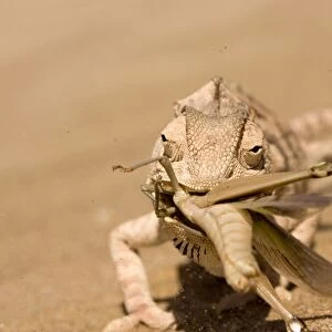 Namaqua Chameleon - Trying to eat a large Desert Locust in a sand storm - Sequence 1 of 3 - Namib Desert - Namibia - Africa