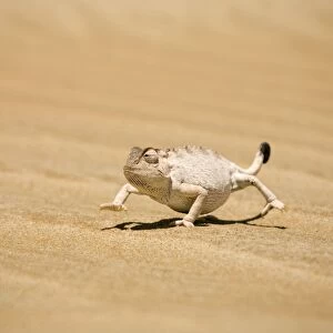 Namaqua Chameleon in its white phase striding over dune sand. Namib Desert, Namibia, Africa