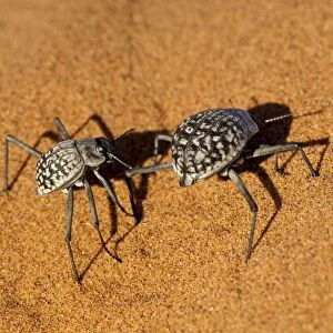 Namib Desert Beetle - pair on sand dune - Sossusvlei - Namibia
