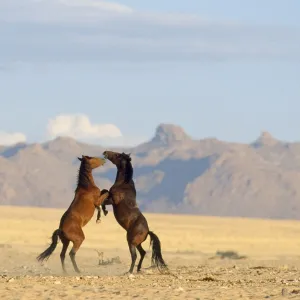 Namib Desert Horse - feral descendants of horses which probably were left behind by german troops in early 1900. Stallions, fighting